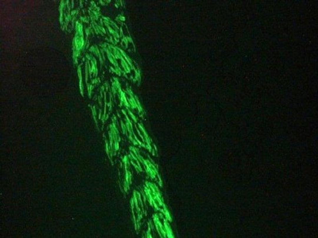 Immunocytochemistry/Immunofluorescence: Actin Alpha Skeletal/Cardiac Antibody (22D3) [NBP1-97725] - Immunofluorescence staining of muscle tissue in the tail of 3 days old zebrafish embryo