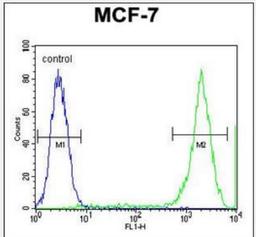 Flow Cytometry: PCDH20 Antibody [NBP2-30010] - Flow cytometric analysis of MCF-7 cells (right histogram) compared to a negative control cell (left histogram).FITC-conjugated goat-anti-rabbit secondary antibodies were used for the analysis.