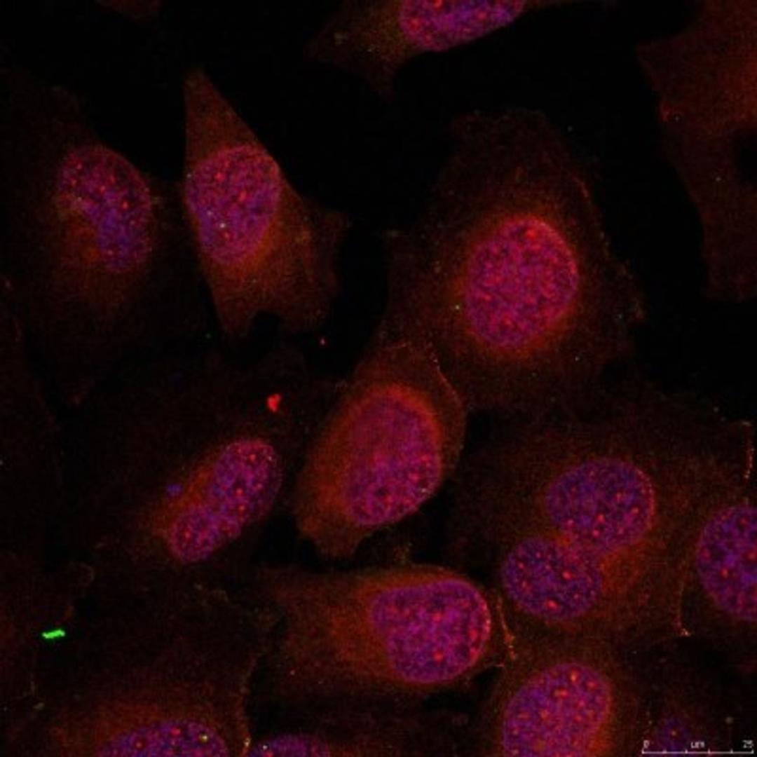 Immunocytochemistry/Immunofluorescence: GATA1 Antibody [NB100-81935] - Staining of methanol-fixed Hela cells using GATA1(Ab-142) antibody