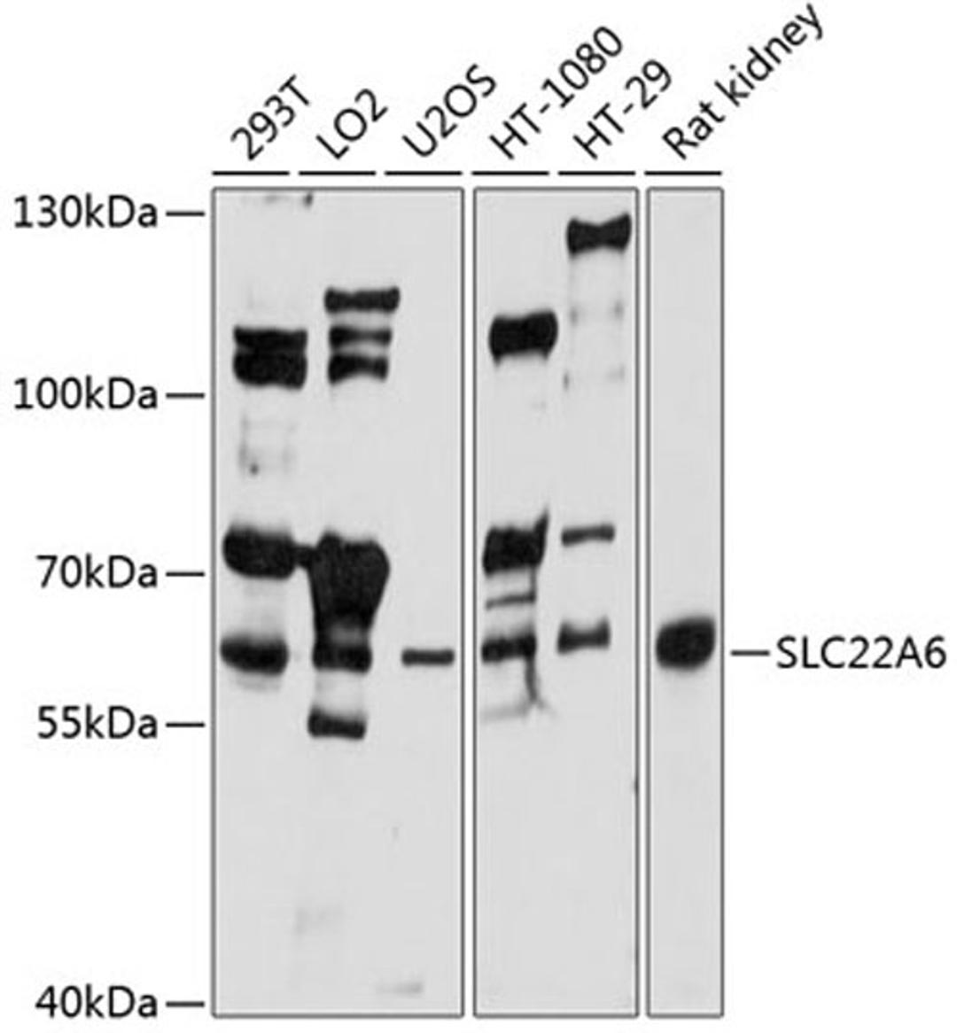 Western blot - SLC22A6 antibody (A1814)