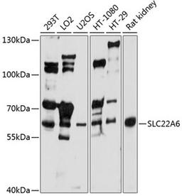 Western blot - SLC22A6 antibody (A1814)