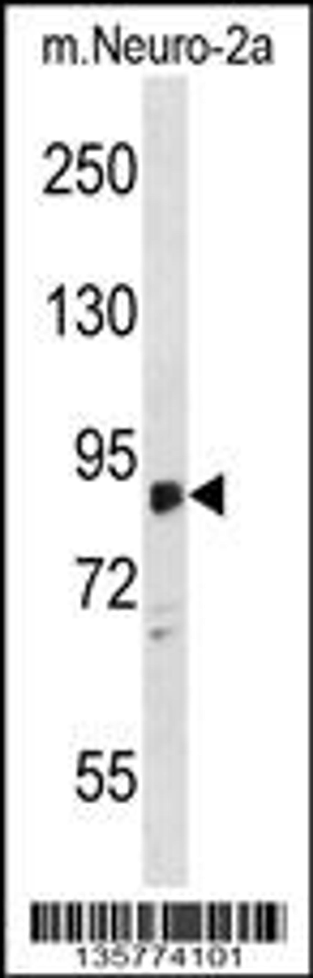 Western blot analysis in mouse Neuro-2a cell line lysates (35ug/lane).