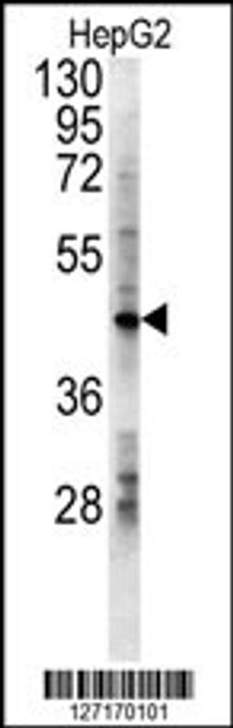 Western blot analysis in HepG2 cell line lysates (15ug/lane).