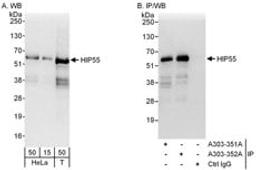 Detection of human HIP55 by western blot and immunoprecipitation.