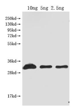 Western Blot. Positive WB detected in Recombinant protein. All lanes: Dop1R1 antibody at 1:2000. Secondary. Goat polyclonal to rabbit IgG at 1/50000 dilution. Predicted band size: 31 kDa. Observed band size: 31 kDa. 