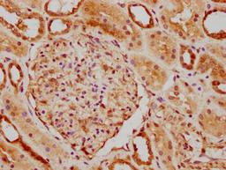 IHC image of CSB-PA885733LA01HU diluted at 1:300 and staining in paraffin-embedded human kidney tissue performed on a Leica BondTM system. After dewaxing and hydration, antigen retrieval was mediated by high pressure in a citrate buffer (pH 6.0). Section was blocked with 10% normal goat serum 30min at RT. Then primary antibody (1% BSA) was incubated at 4&deg;C overnight. The primary is detected by a biotinylated secondary antibody and visualized using an HRP conjugated SP system.