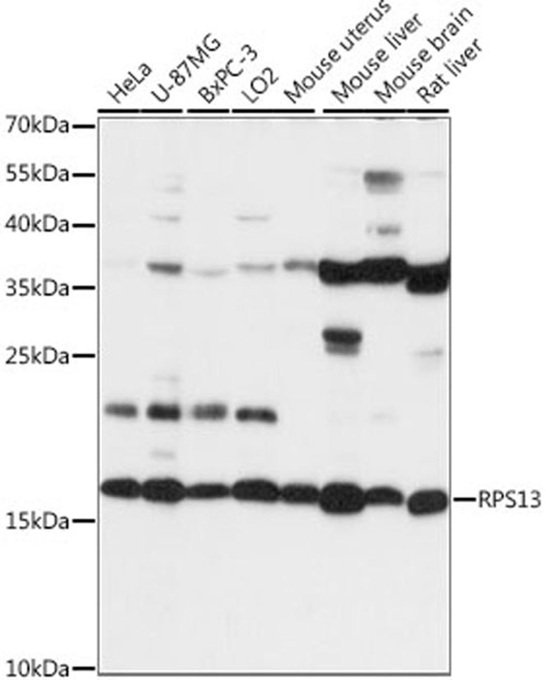 Western blot - RPS13 antibody (A15720)