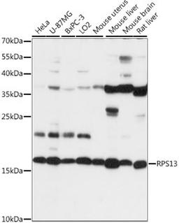 Western blot - RPS13 antibody (A15720)