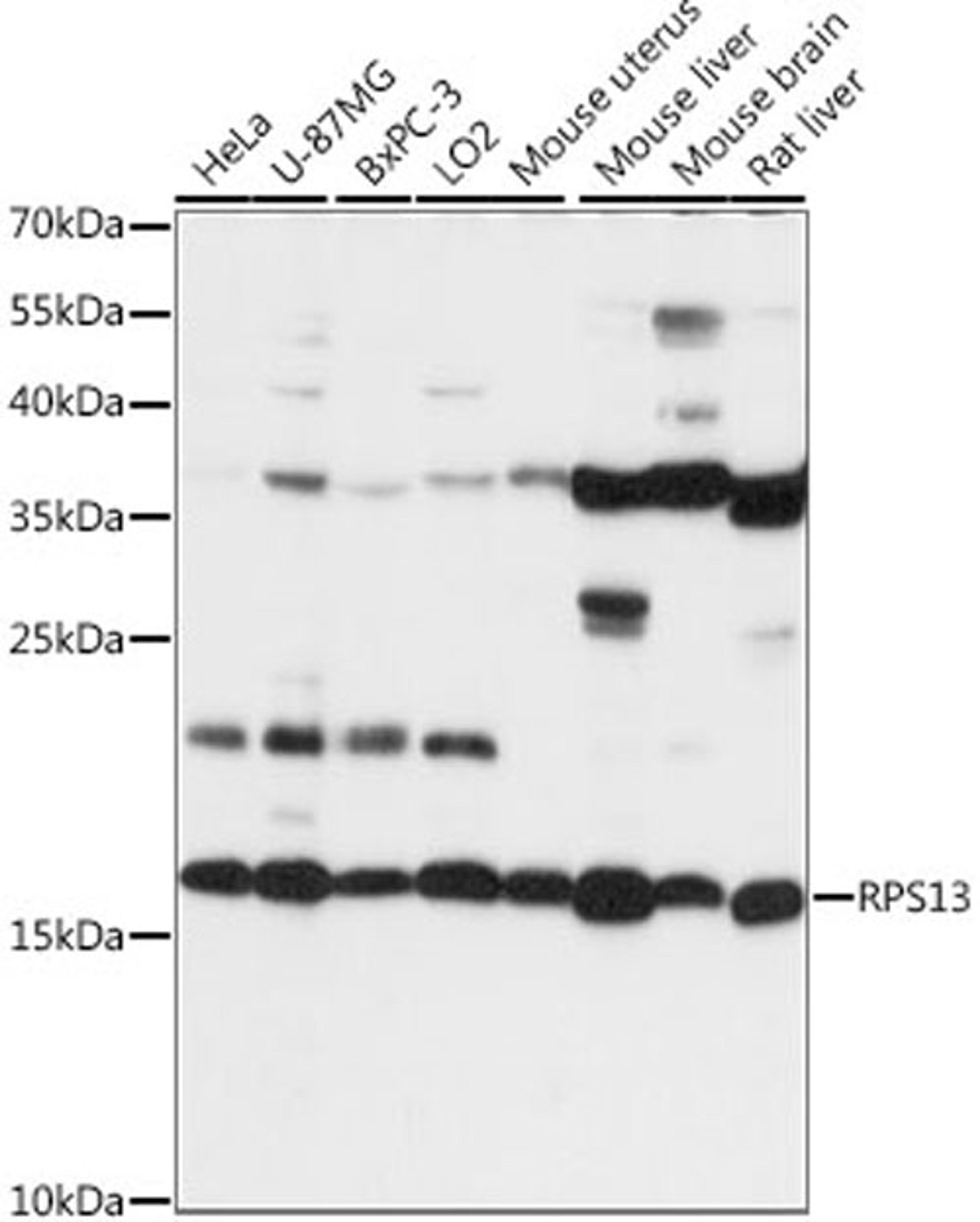 Western blot - RPS13 antibody (A15720)