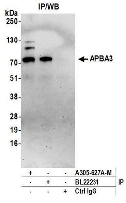 Detection of human APBA3 by WB of IP.