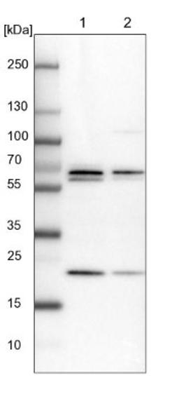 Western Blot: PSPC1 Antibody [NBP1-83801] - Lane 1: NIH-3T3 cell lysate (Mouse embryonic fibroblast cells)<br/>Lane 2: NBT-II cell lysate (Rat Wistar bladder tumour cells)