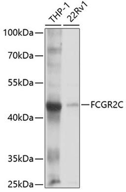 Western blot - FCGR2C antibody (A10062)