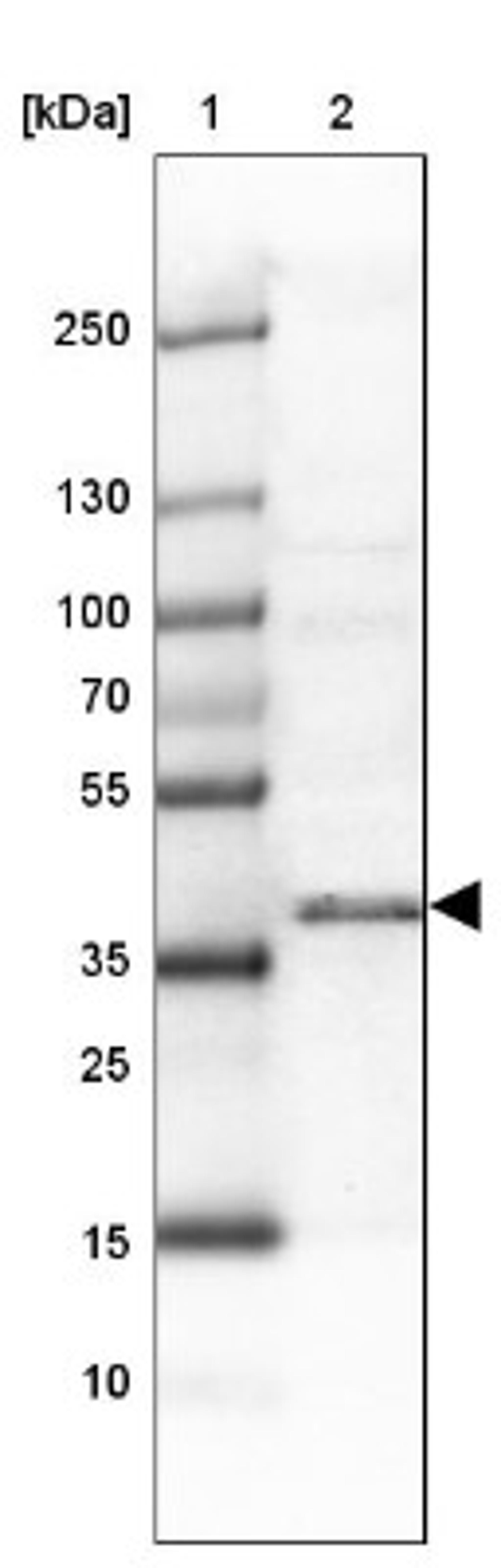 Western Blot: SLTM Antibody [NBP1-83701] - Lane 1: Marker [kDa] 250, 130, 100, 70, 55, 35, 25, 15, 10<br/>Lane 2: Liver