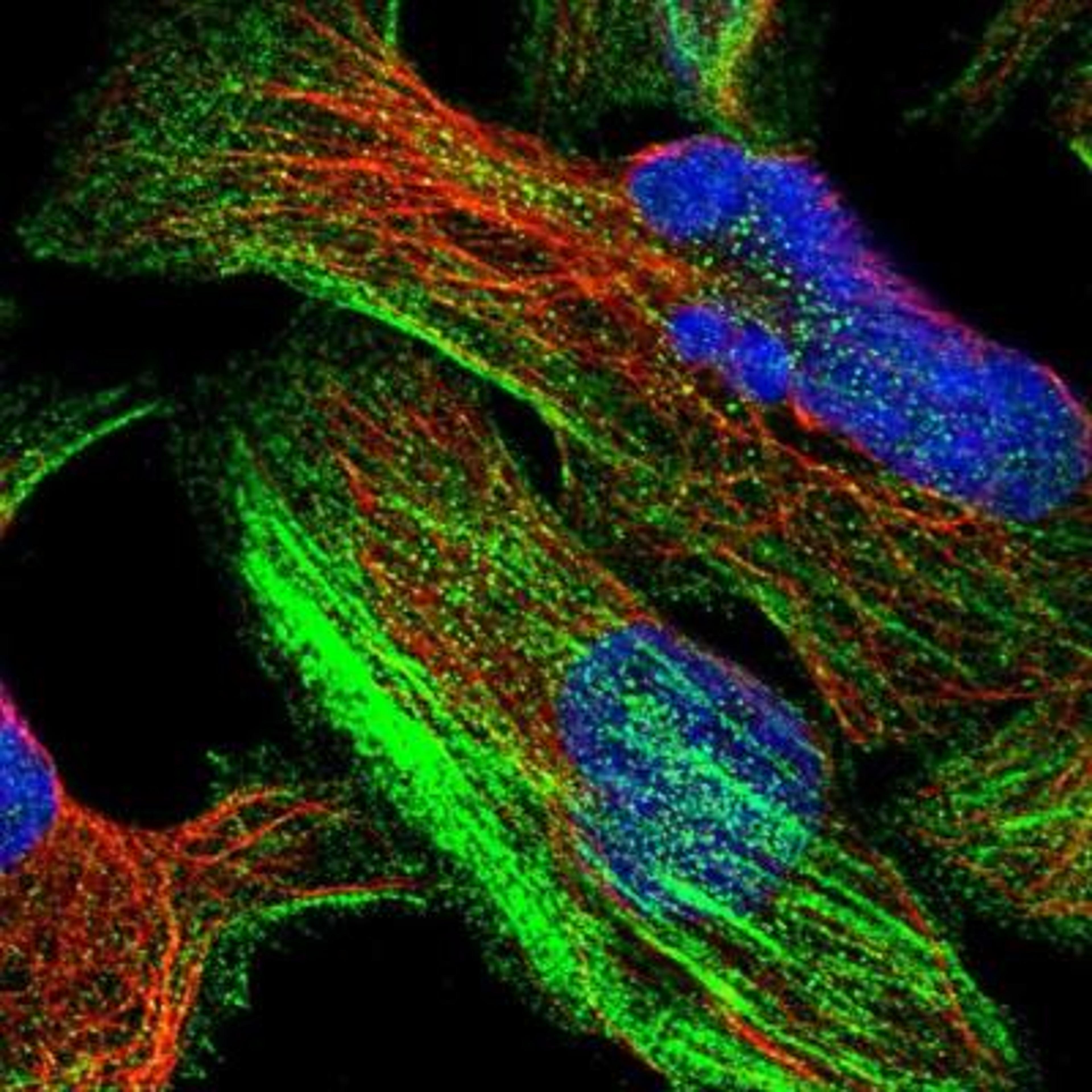 Immunocytochemistry/Immunofluorescence: CNNM4 Antibody [NBP1-89280] - Staining of human cell line U-2 OS shows positivity in cytoskeleton (actin filaments).