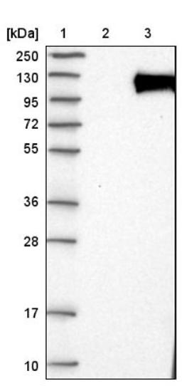 Western Blot: PHF15 Antibody [NBP1-81531] - Lane 1: Marker [kDa] 250, 130, 95, 72, 55, 36, 28, 17, 10<br/>Lane 2: Negative control (vector only transfected HEK293T lysate)<br/>Lane 3: Over-expression lysate (Co-expressed with a C-terminal myc-DDK tag (~3.1 kDa) in mammalian HEK293T cells, LY414674)