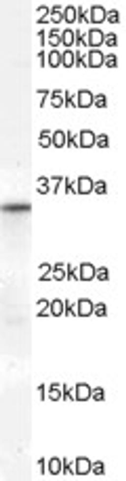 46-570 (0.3ug/ml) staining of Human Heart lysate (35ug protein in RIPA buffer). Primary incubation was 1 hour. Detected by chemiluminescence.