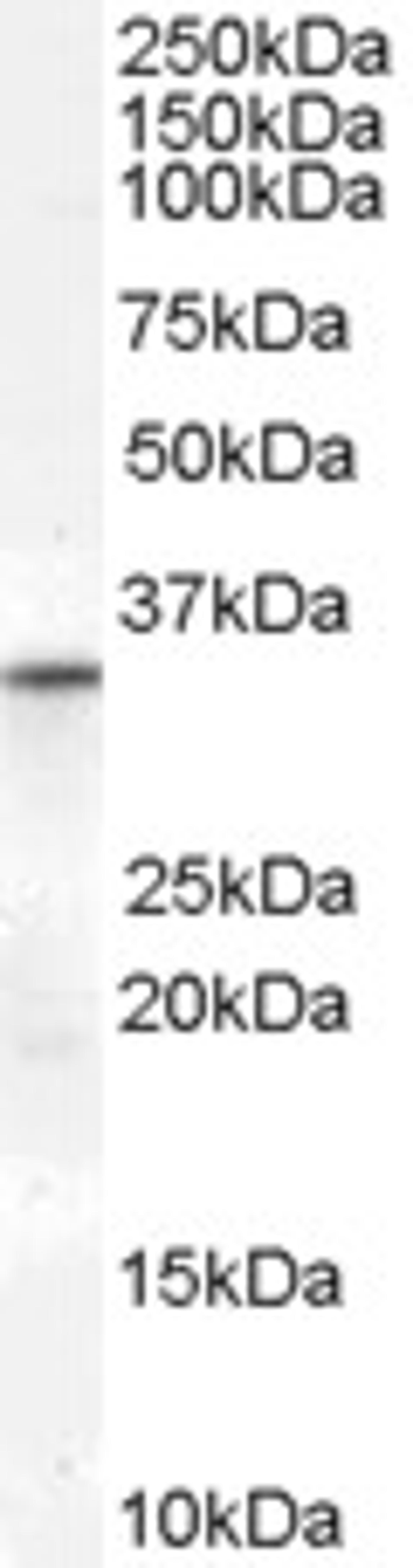 46-570 (0.3ug/ml) staining of Human Heart lysate (35ug protein in RIPA buffer). Primary incubation was 1 hour. Detected by chemiluminescence.