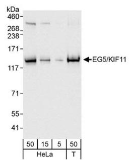 Detection of human EG5/KIF11 by western blot.