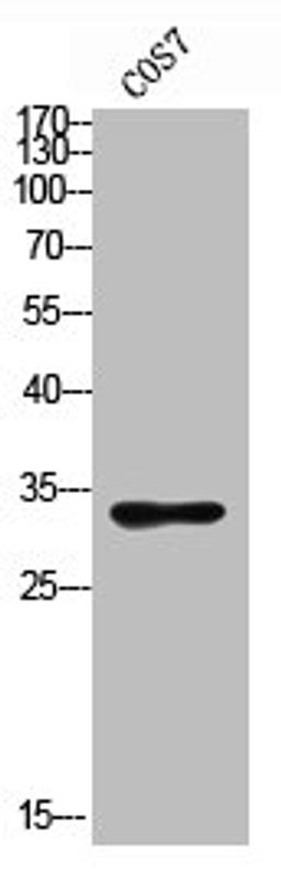 Western blot analysis of COS7 using ASAH3L antibody.. Secondary antibody  was diluted at 1:20000