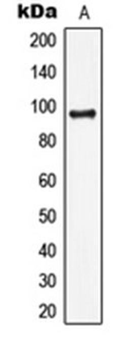 Western blot analysis of HepG2 (Lane 1) whole cell lysates using LIG4 antibody