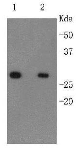 Western Blot analysis of recombinant protein using 6X His-Tag antibody (HRP)