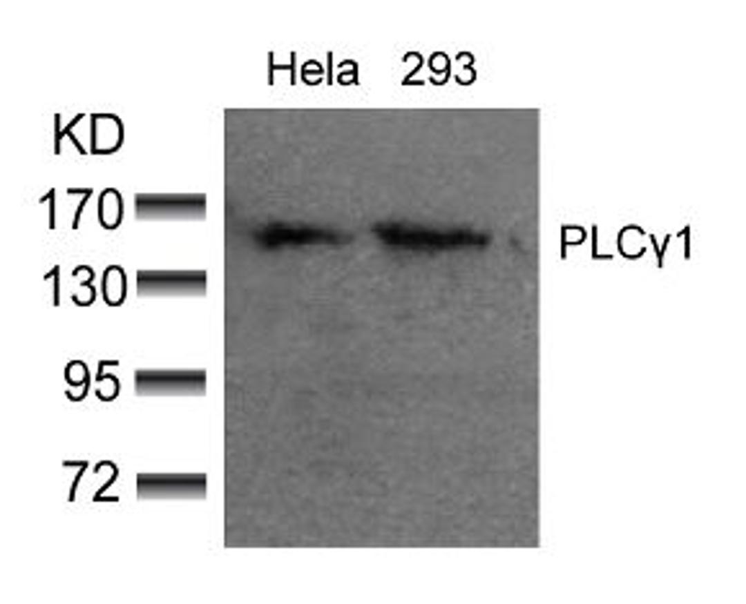 Western blot analysis of lysed extracts from HeLa and 293 cells using PLC&#947;1 (Ab-783).