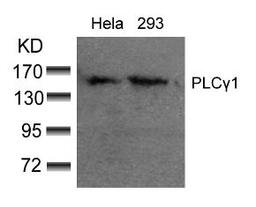 Western blot analysis of lysed extracts from HeLa and 293 cells using PLC&#947;1 (Ab-783).