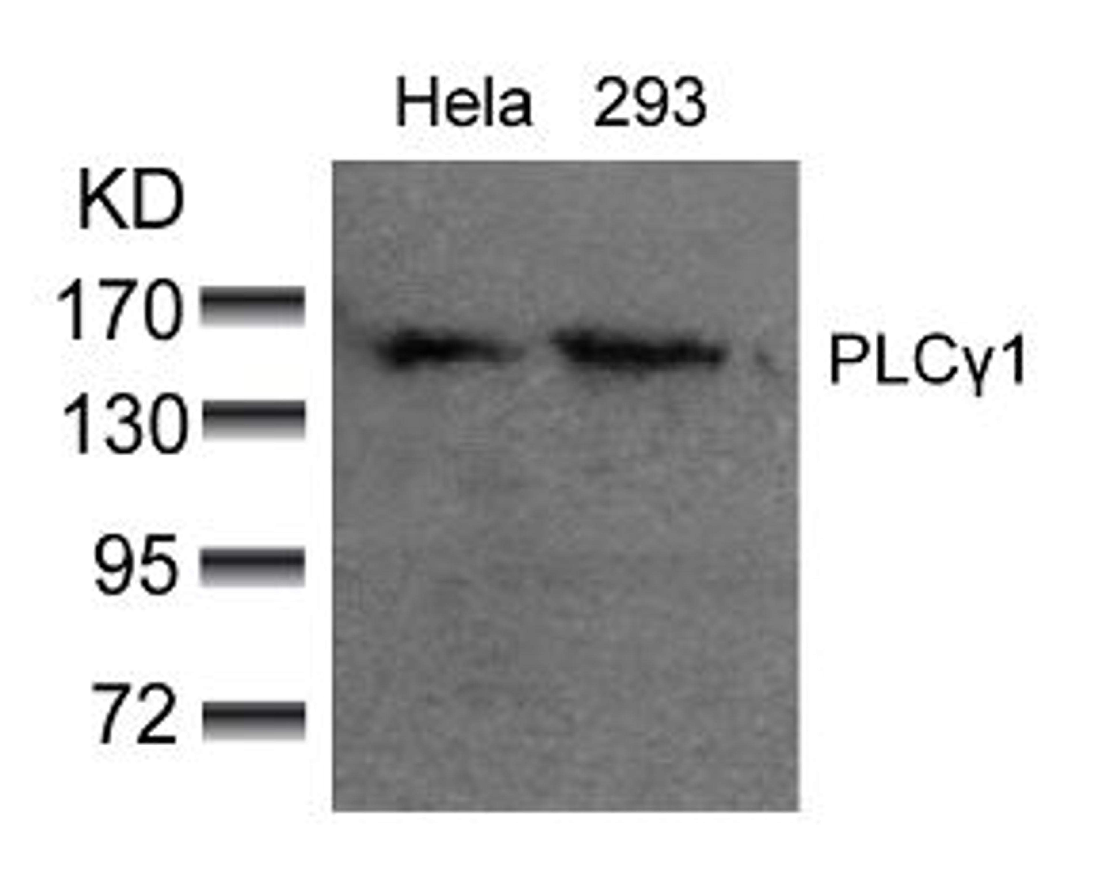 Western blot analysis of lysed extracts from HeLa and 293 cells using PLCγ1 (Ab-783).