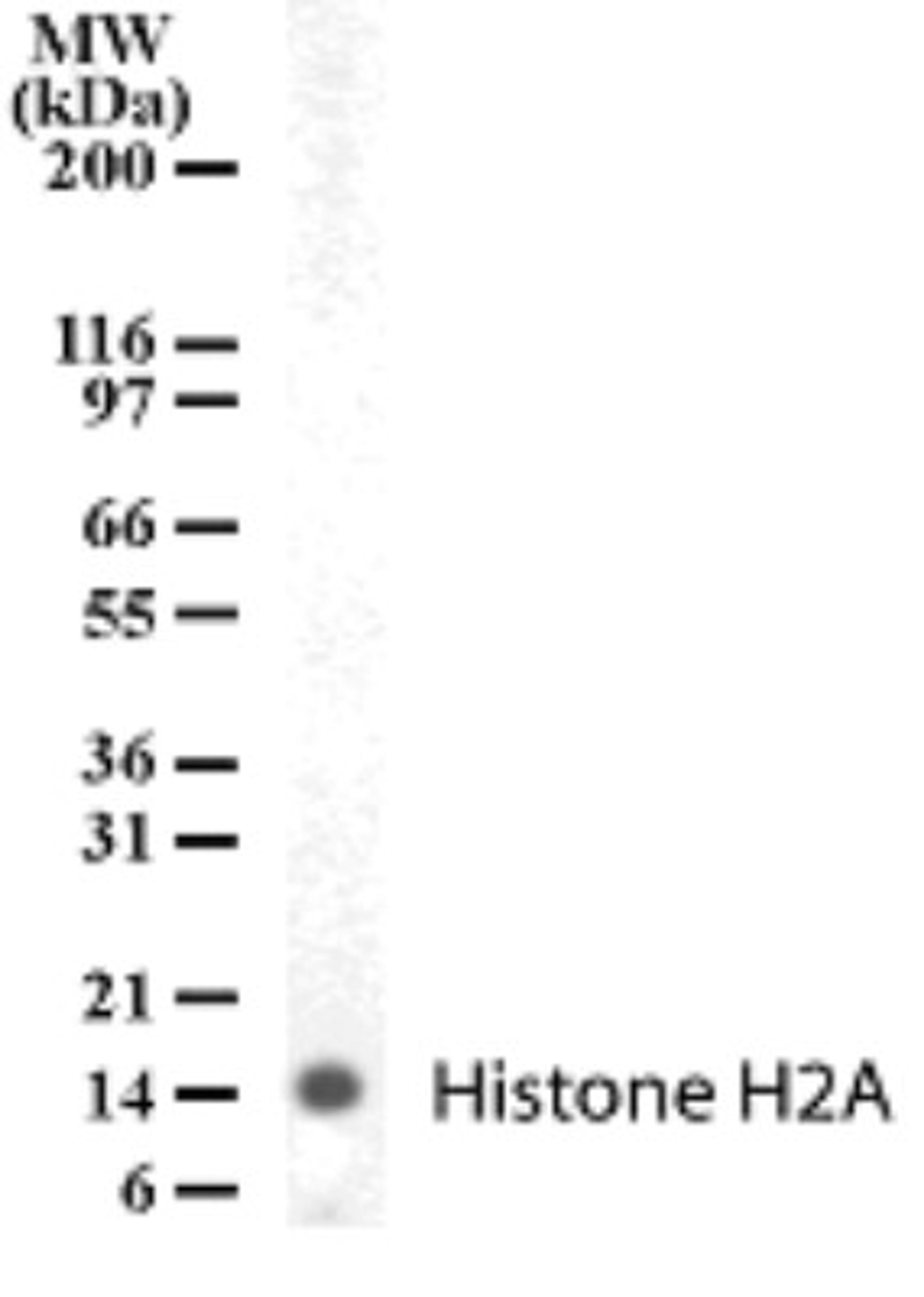 Western Blot: Histone H2a Antibody [NB100-56346] - analysis of Histone H2A in human PBMC lysate probed with Histone H2A antibody.