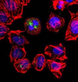 Immunocytochemistry/Immunofluorescence: Aurora A Antibody [NBP1-51843] - IF Confocal analysis of HeLa cells using Aurora A antibody (NBP1-51843, 1:10). An Alexa Fluor 488-conjugated Goat to rabbit IgG was used as secondary antibody (green). Actin filaments were labeled with Alexa Fluor 568 phalloidin (red). DAPI was used to stain the cell nuclei (blue).