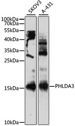 Western blot - PHLDA3 antibody (A12666)