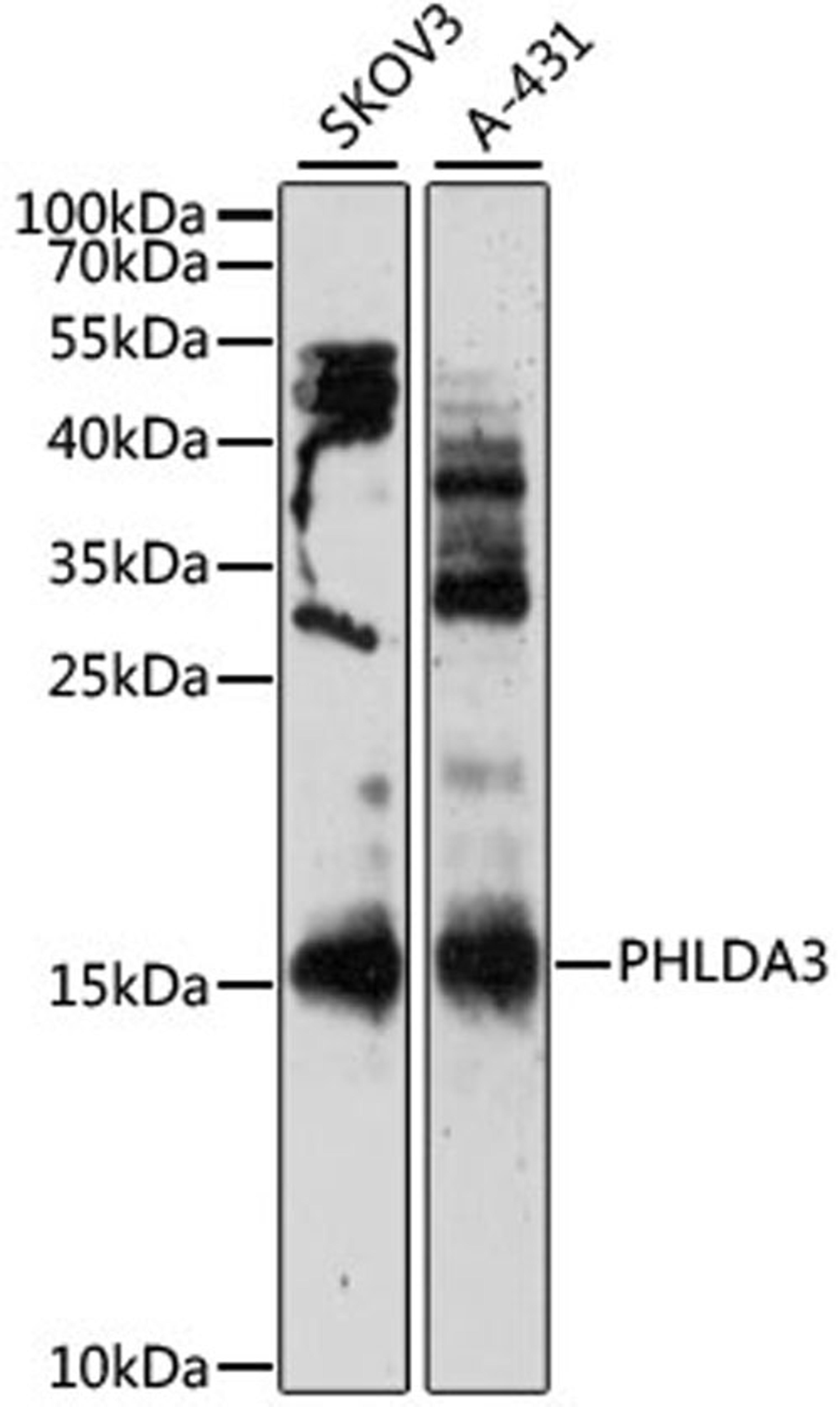 Western blot - PHLDA3 antibody (A12666)