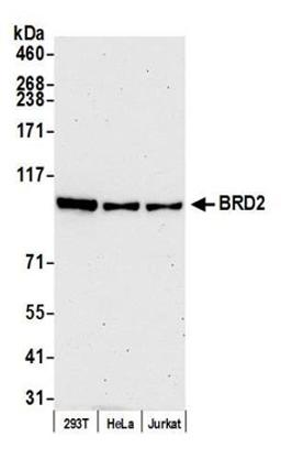 Detection of human BRD2 by western blot.