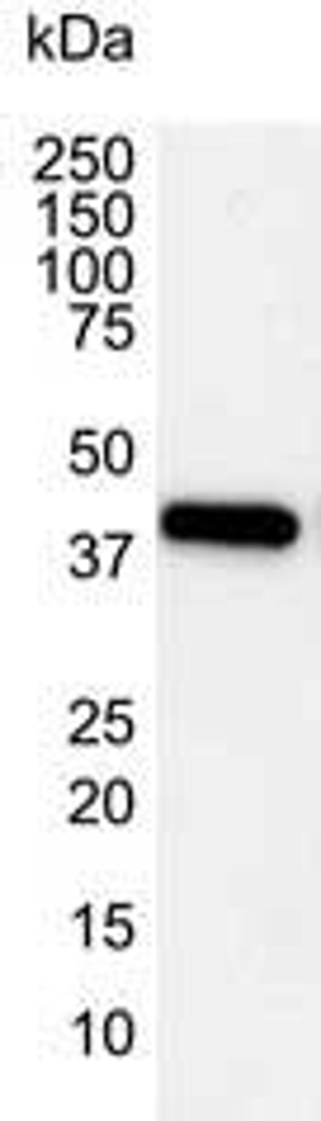 Western blot analysis of Hela whole cell lysate probed with Mouse anti Human actin beta antibody