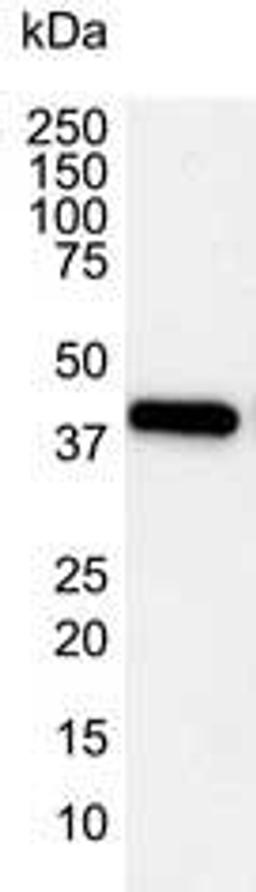 Western blot analysis of Hela whole cell lysate probed with Mouse anti Human actin beta antibody