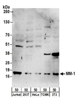 Detection of human and mouse MM-1 by western blot.