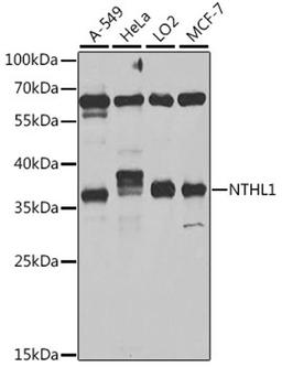 Western blot - NTHL1 antibody (A6820)