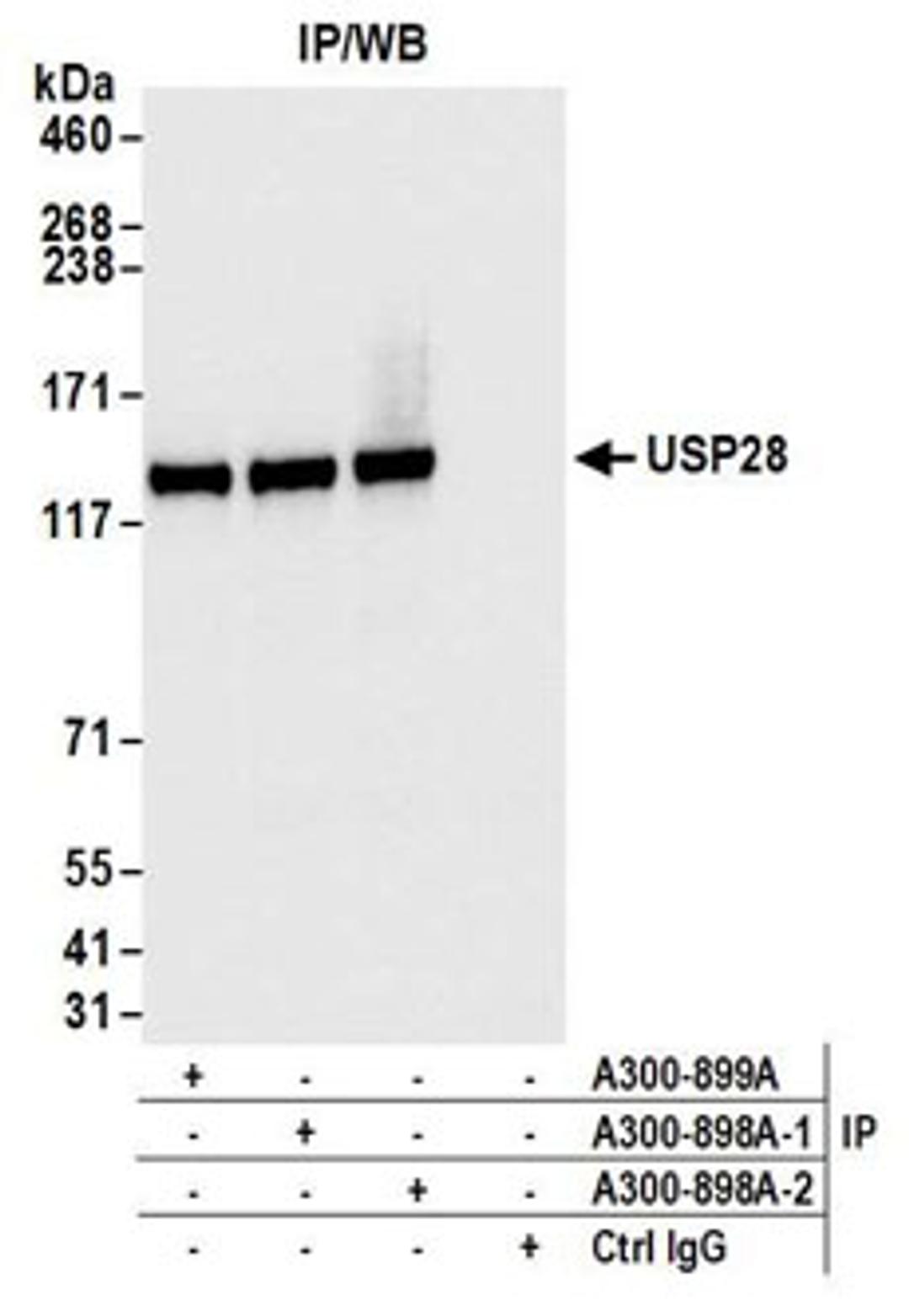 Detection of human USP28 by western blot of immunoprecipitates.