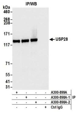 Detection of human USP28 by western blot of immunoprecipitates.