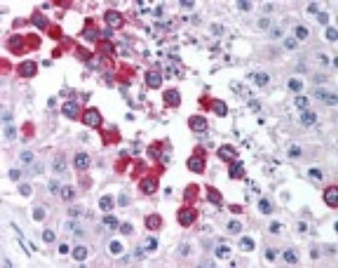 Immunohistochemistry-Paraffin: Trace Amine Receptor 1 Antibody [NBP2-24720] - IHC analysis of human testis using NBP2-24720 at 10 ug/ml.