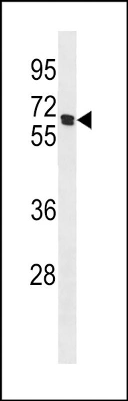 Western blot analysis in 293 cell line lysates (35ug/lane).