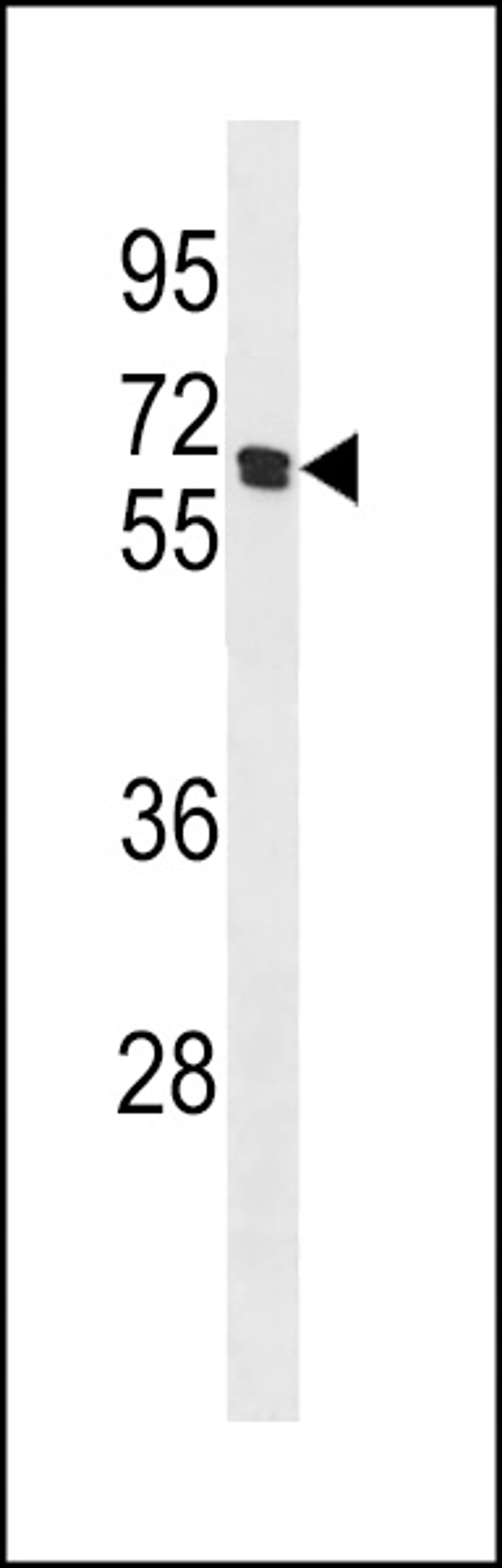 Western blot analysis in 293 cell line lysates (35ug/lane).