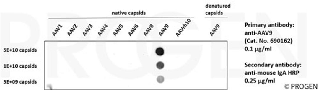 Dot blot with different AAV serotypes and recombinant anti-AAV9 antibody, ADK9