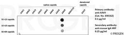 Dot blot with different AAV serotypes and recombinant anti-AAV9 antibody, ADK9