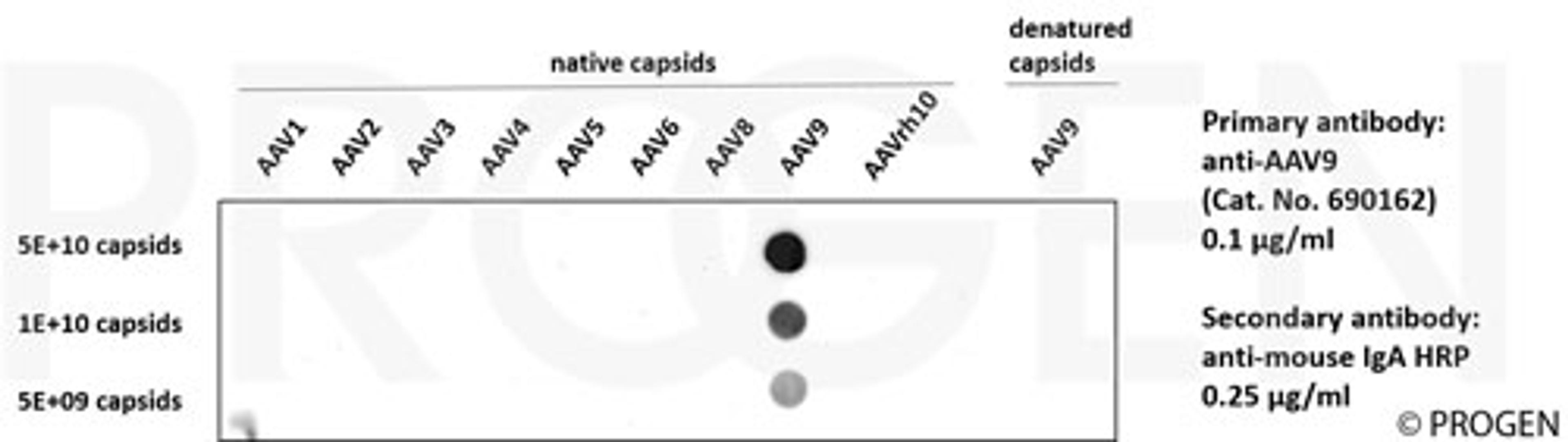 Dot blot with different AAV serotypes and recombinant anti-AAV9 antibody, ADK9