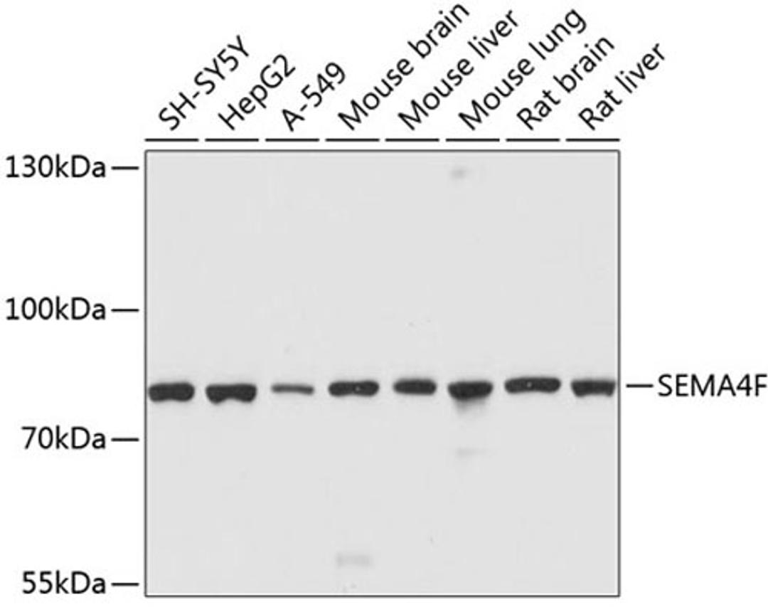 Western blot - SEMA4F antibody (A10432)