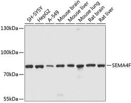 Western blot - SEMA4F antibody (A10432)