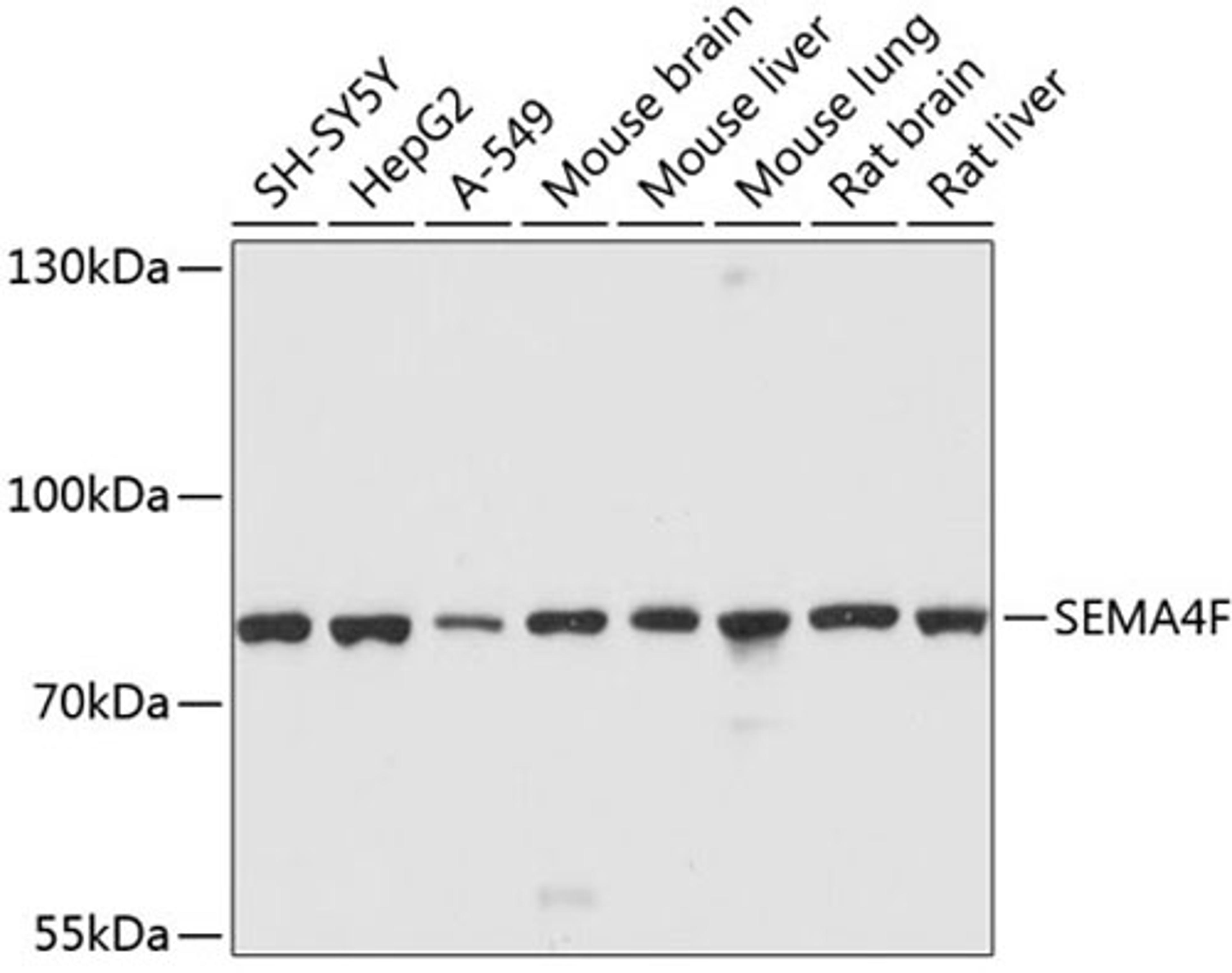 Western blot - SEMA4F antibody (A10432)