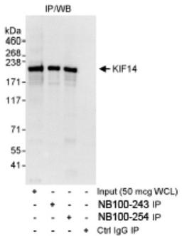 Western Blot: KIF14 Antibody [NB100-254] - Detection of Human KIF14 on HeLa whole cell lysate using NB100-254. KIF14 was also immunoprecipitated using rabbit anti-KIF14 antibody (NB100-243).