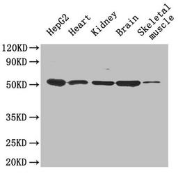 Western Blot. Positive WB detected in: HepG2 whole cell lysate, Mouse heart tissue, Mouse kidney tissue, Mouse brain tissue, Mouse skeletal muscle tissue. All lanes: Igfbp1 antibody at 0.6µg/ml. Secondary. Goat polyclonal to rabbit IgG at 1/50000 dilution. Predicted band size: 30 kDa. Observed band size: 50 kDa